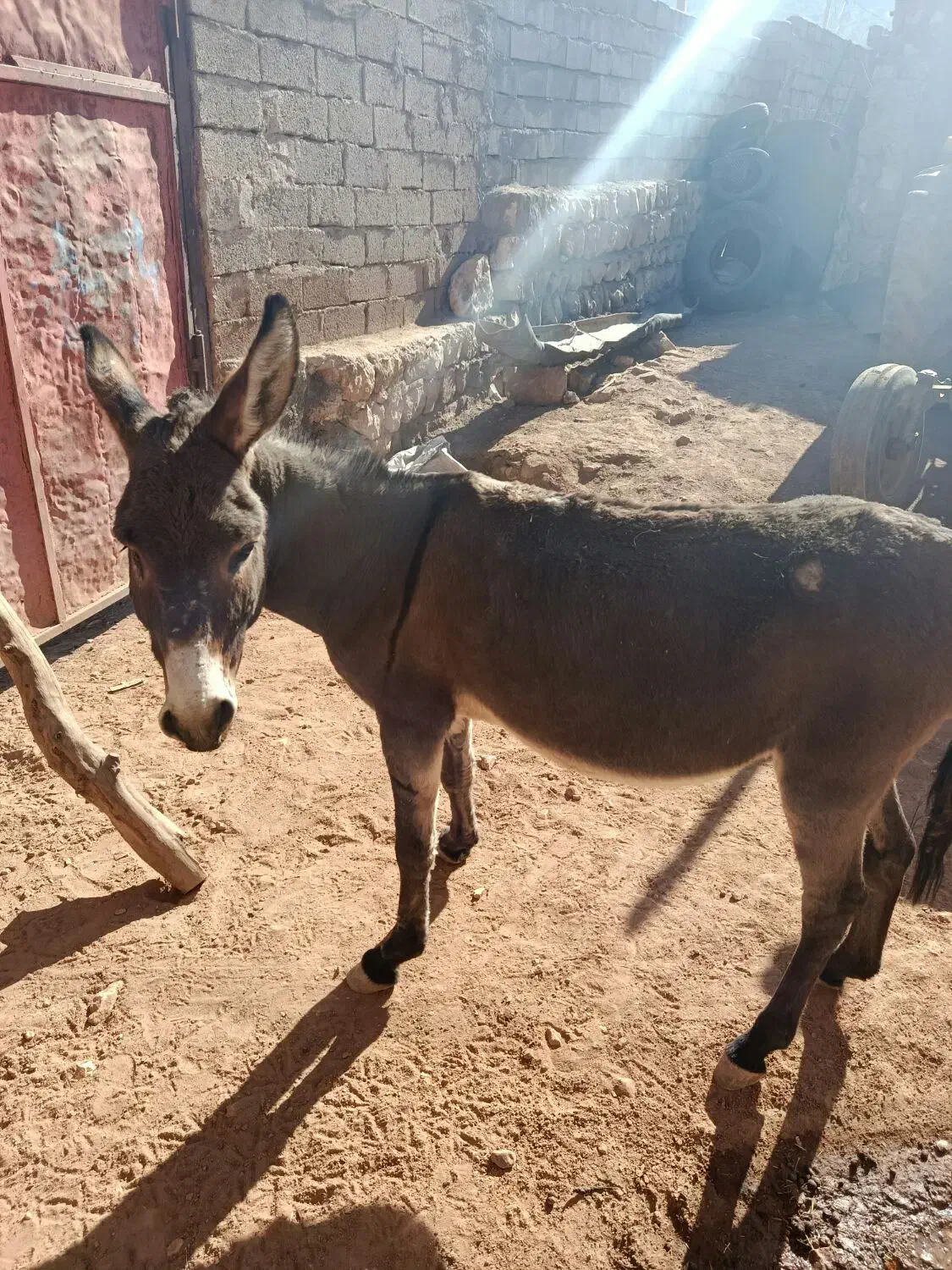 ی الاغ کاری وسالم|حیوانات مزرعه|کوهدشت, |دیوار
