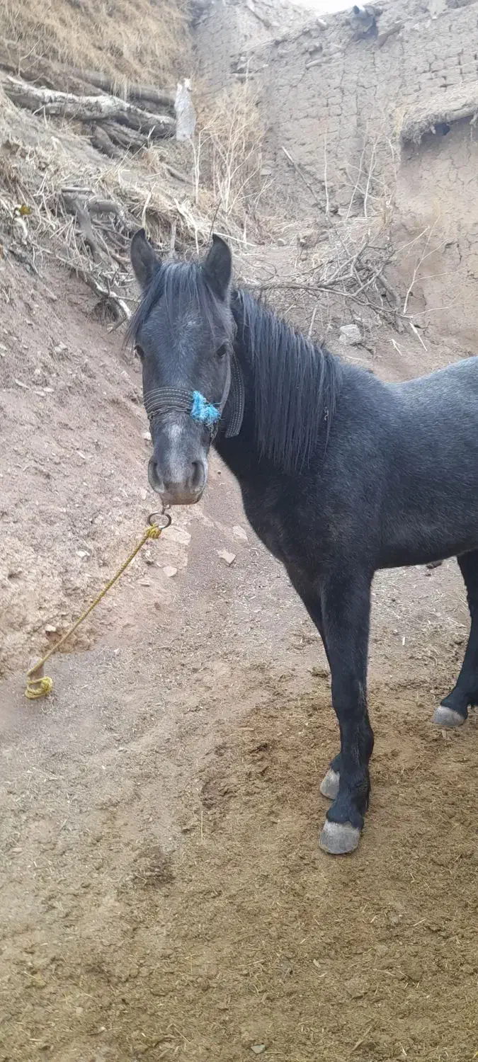 اسب|اسب و تجهیزات اسبسواری|خلخال, |دیوار