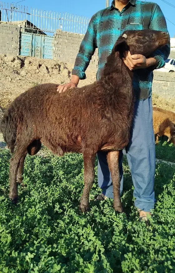 بره قوچی هترو قزل افشار|حیوانات مزرعه|مشهد, چهاربرج|دیوار