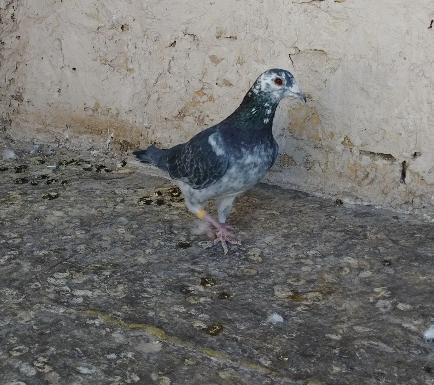 سوسکی .بزک.کرباتی کرمونی|پرنده|تربتحیدریه, باغ ملی|دیوار