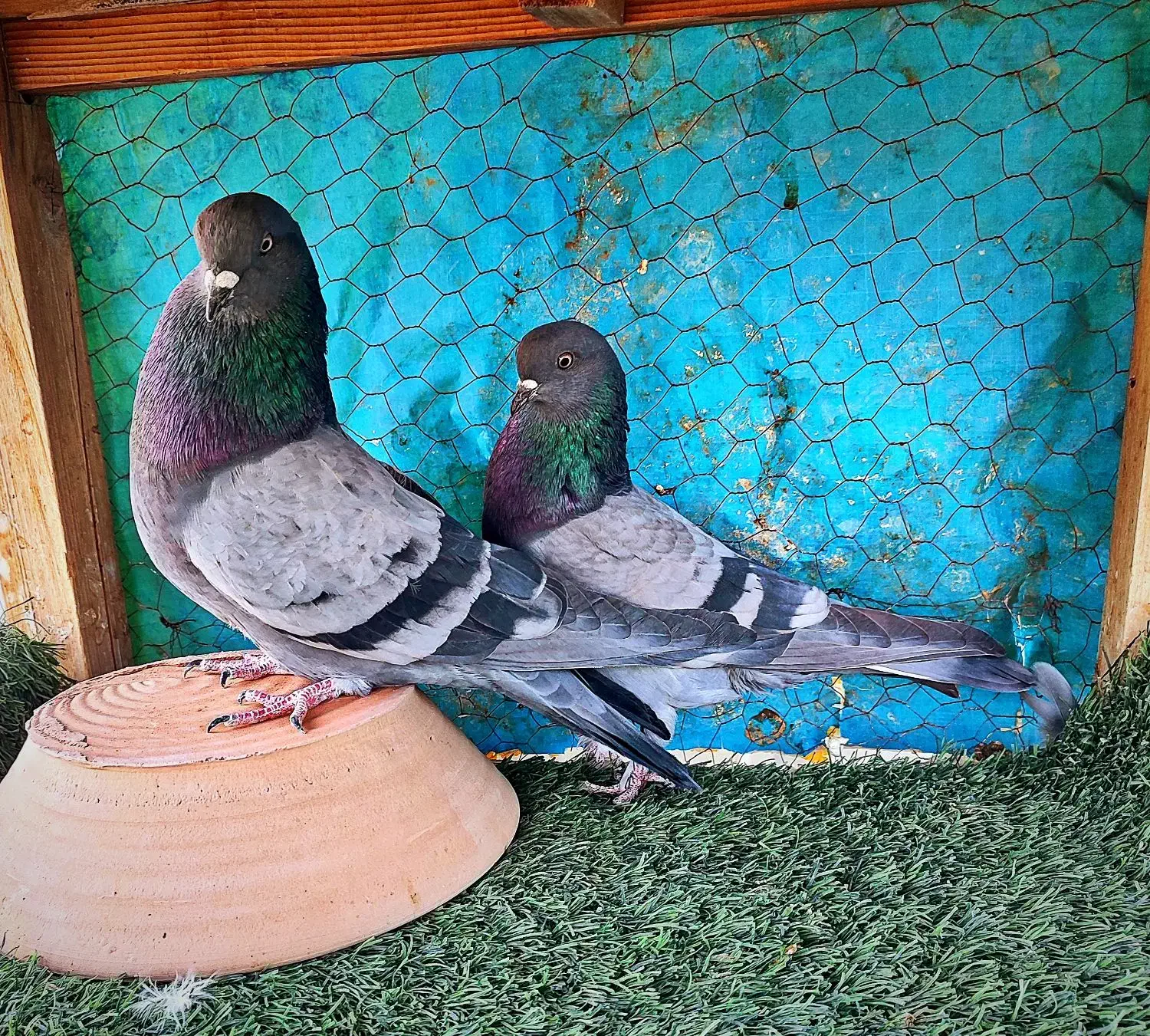 کبوتر پرشی|پرنده|کاشان, یزد‌آباد|دیوار