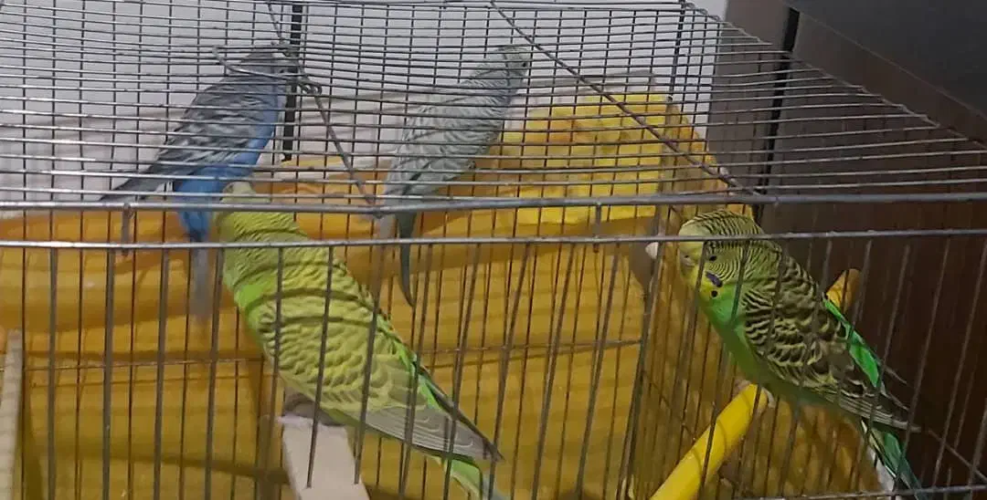 مرغ عشق|پرنده|لنجان, |دیوار