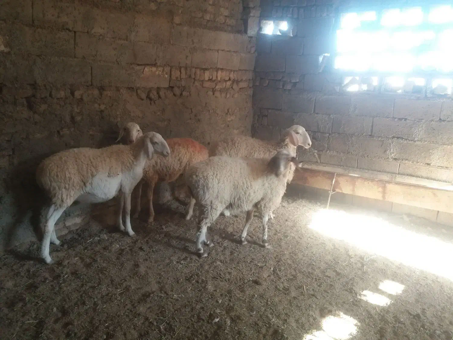 ۴عددبره ماده|حیوانات مزرعه|قائن, |دیوار