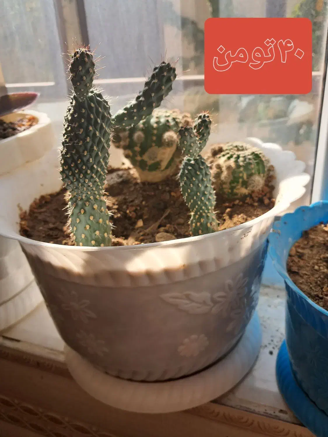 گل وگلدون فروشی قیمت توافقی|گل و گیاه طبیعی|شاهنجرین, |دیوار