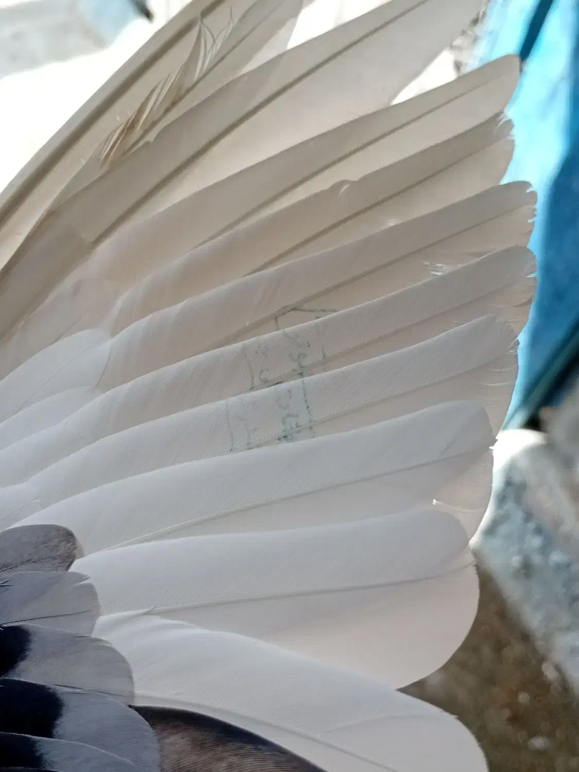 کبوتر    بندرگز|پرنده|گرگان, |دیوار