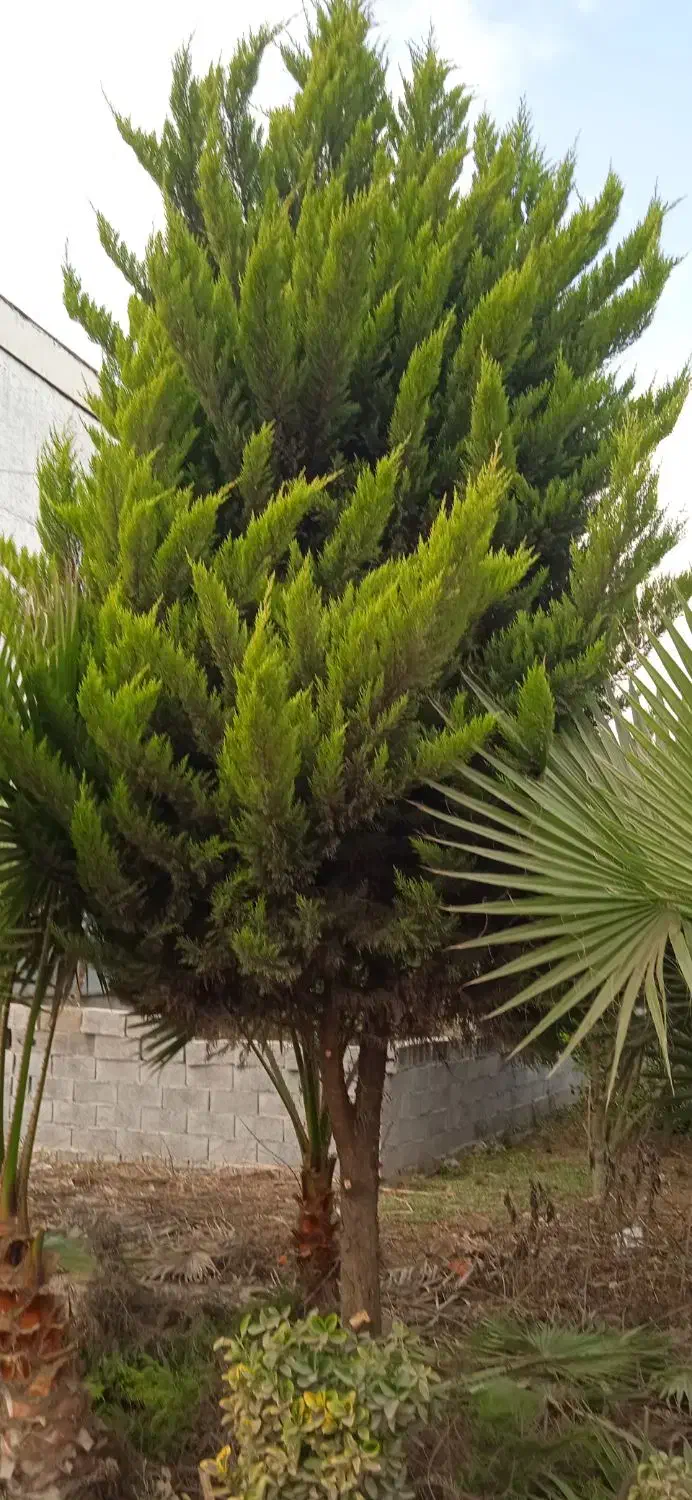 فروش درخت کاج|گل و گیاه طبیعی|لنگرود, |دیوار