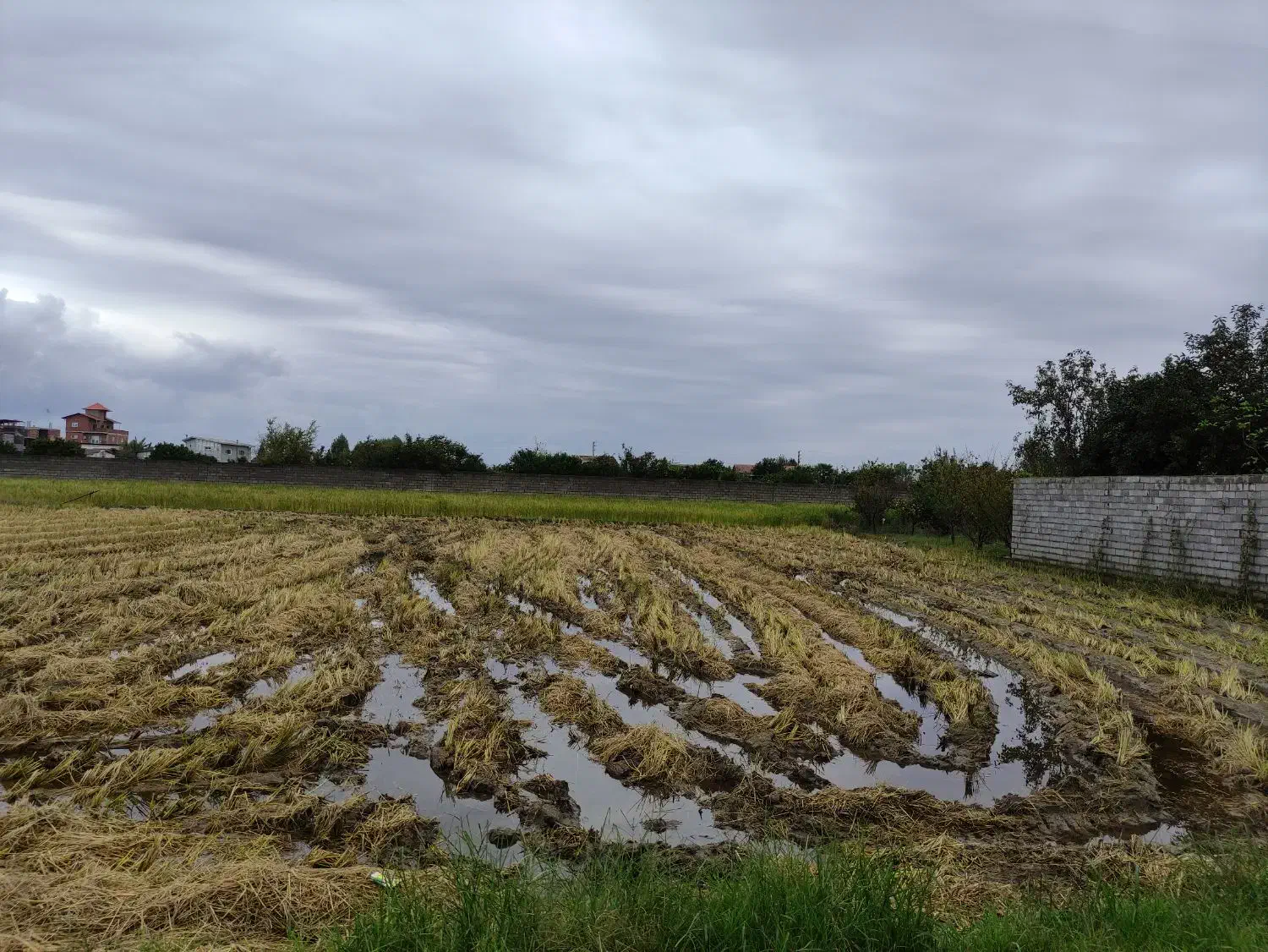 فروش زمین کشاورزی داخل بافت (خانه سرا)|فروش زمین و ملک کلنگی|هادی شهر, |دیوار