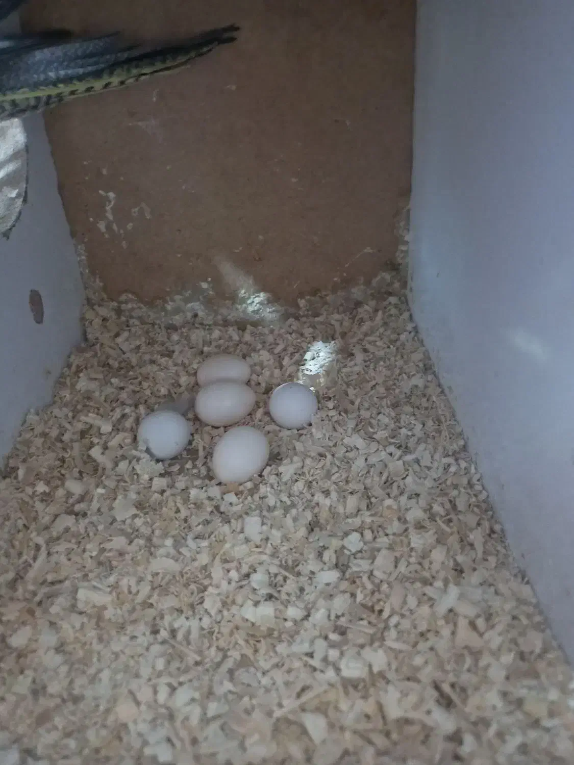 عروس هلندی جفت|پرنده|گلستان (تهران), |دیوار