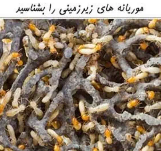 سم پاشی موریانه تضمینی|خدمات نظافت|خرمآباد, |دیوار