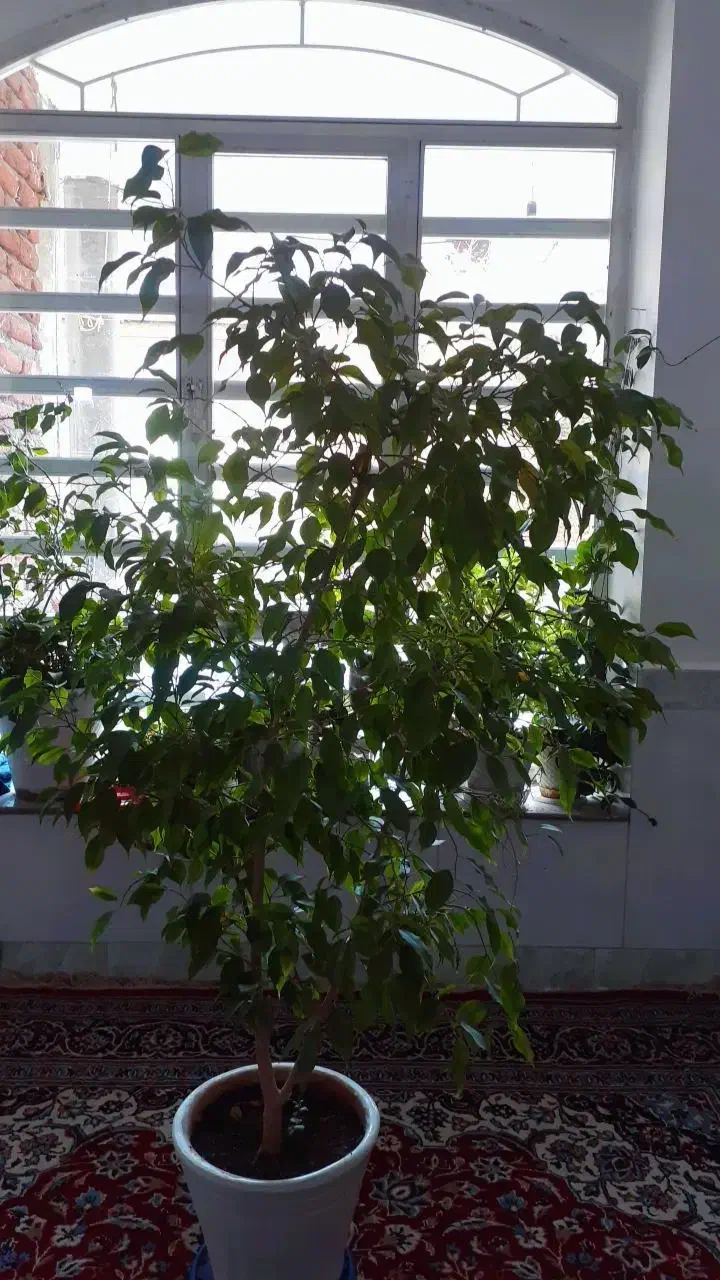 گل و گیاه طبیعی|گل و گیاه طبیعی|بناب, |دیوار