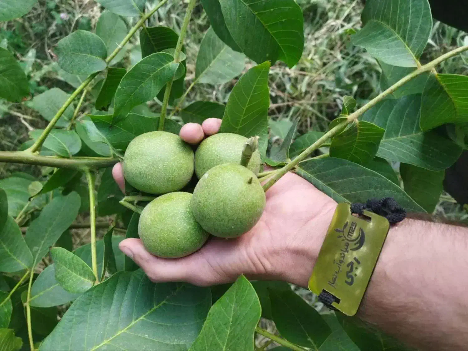نهال گردو مقاوم به سرما|خدمات باغبانی و درختکاری|آبدانان, |دیوار