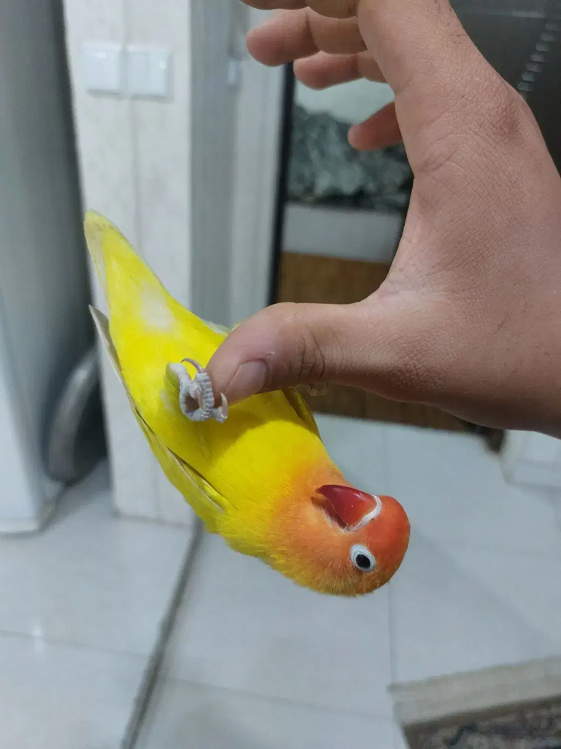 پرنده طوطی برزیلی دستی درجه یک|پرنده|اهواز, کوی رمضان|دیوار