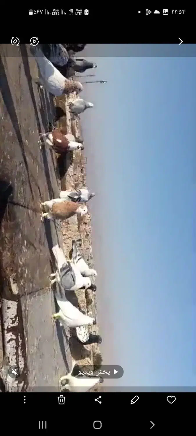 کبوتر|پرنده|قوچان, |دیوار