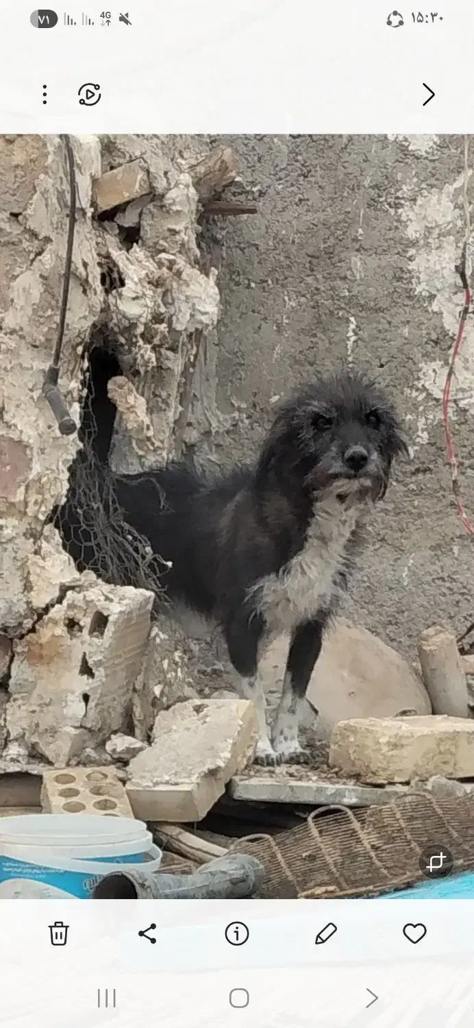 حیوان|سگ|زابل, |دیوار