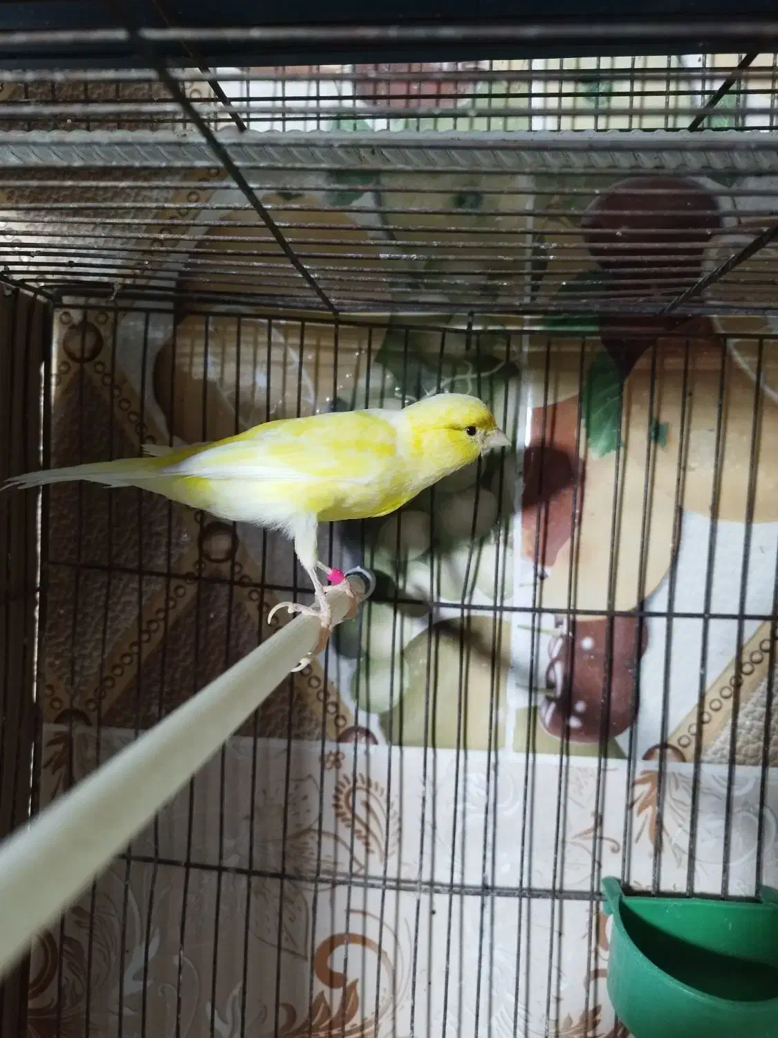 پرنده|پرنده|فراشبند, |دیوار