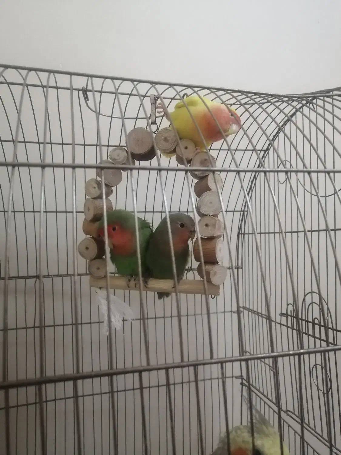 طوطی برزیلی|پرنده|ری, دیلمان|دیوار