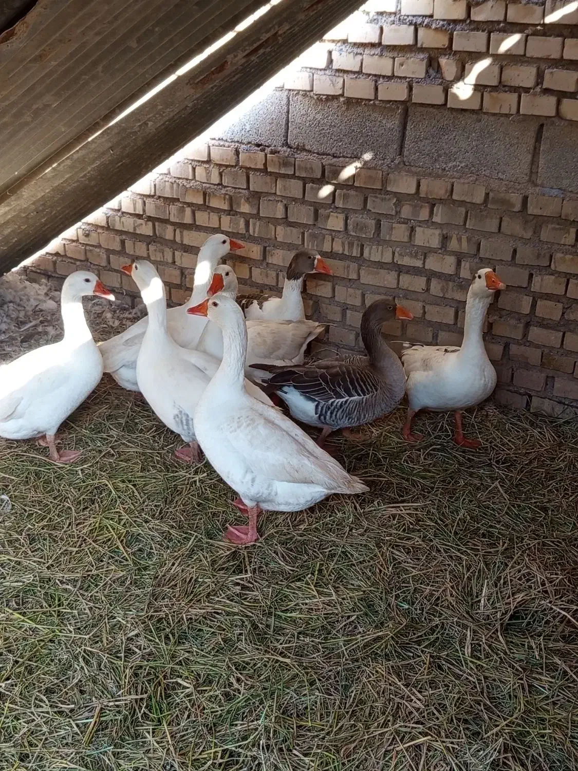 پنج عدد غاز|حیوانات مزرعه|شادگان, |دیوار