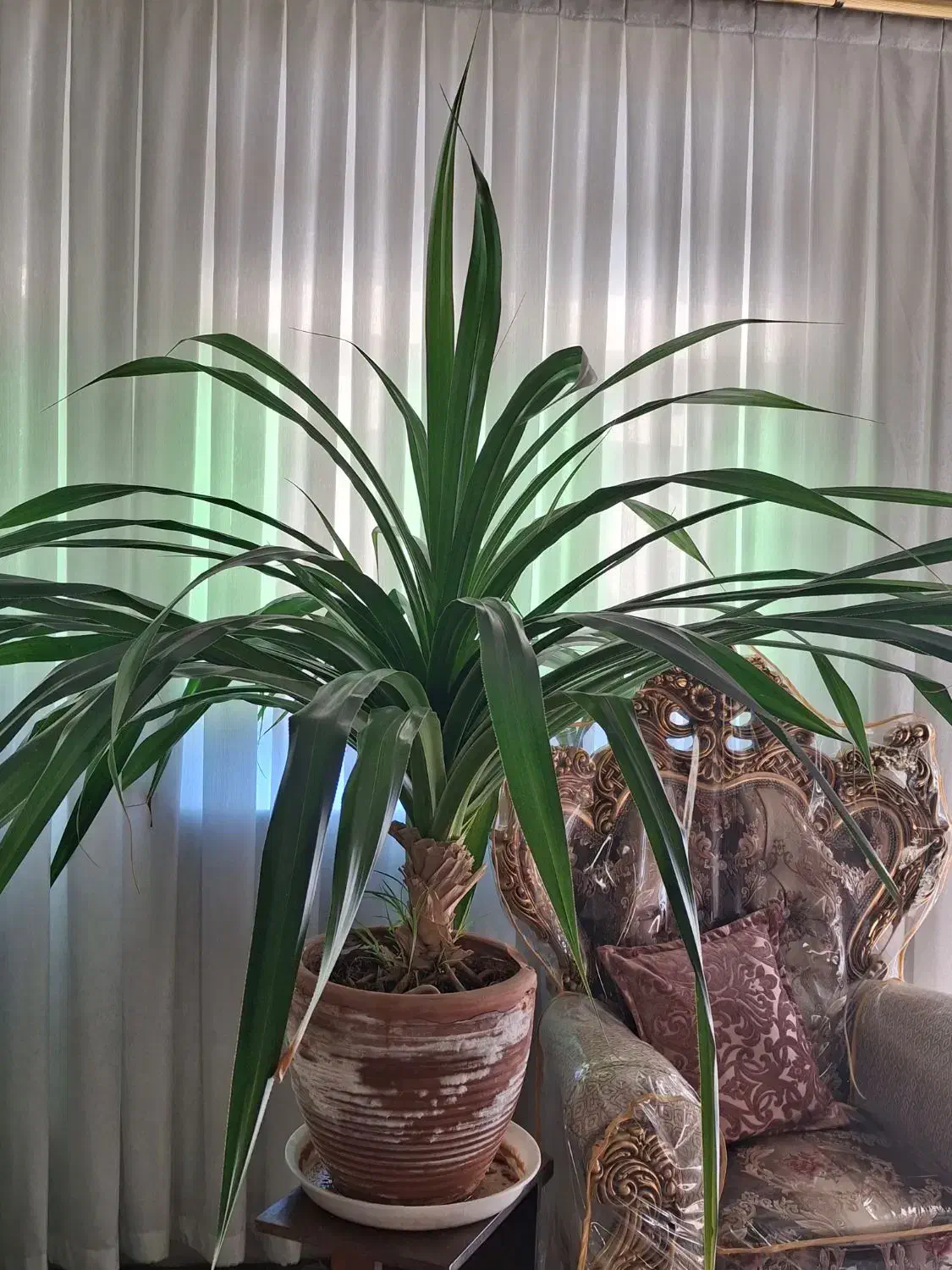 گل پاندانوس|گل و گیاه طبیعی|اشتهارد, |دیوار