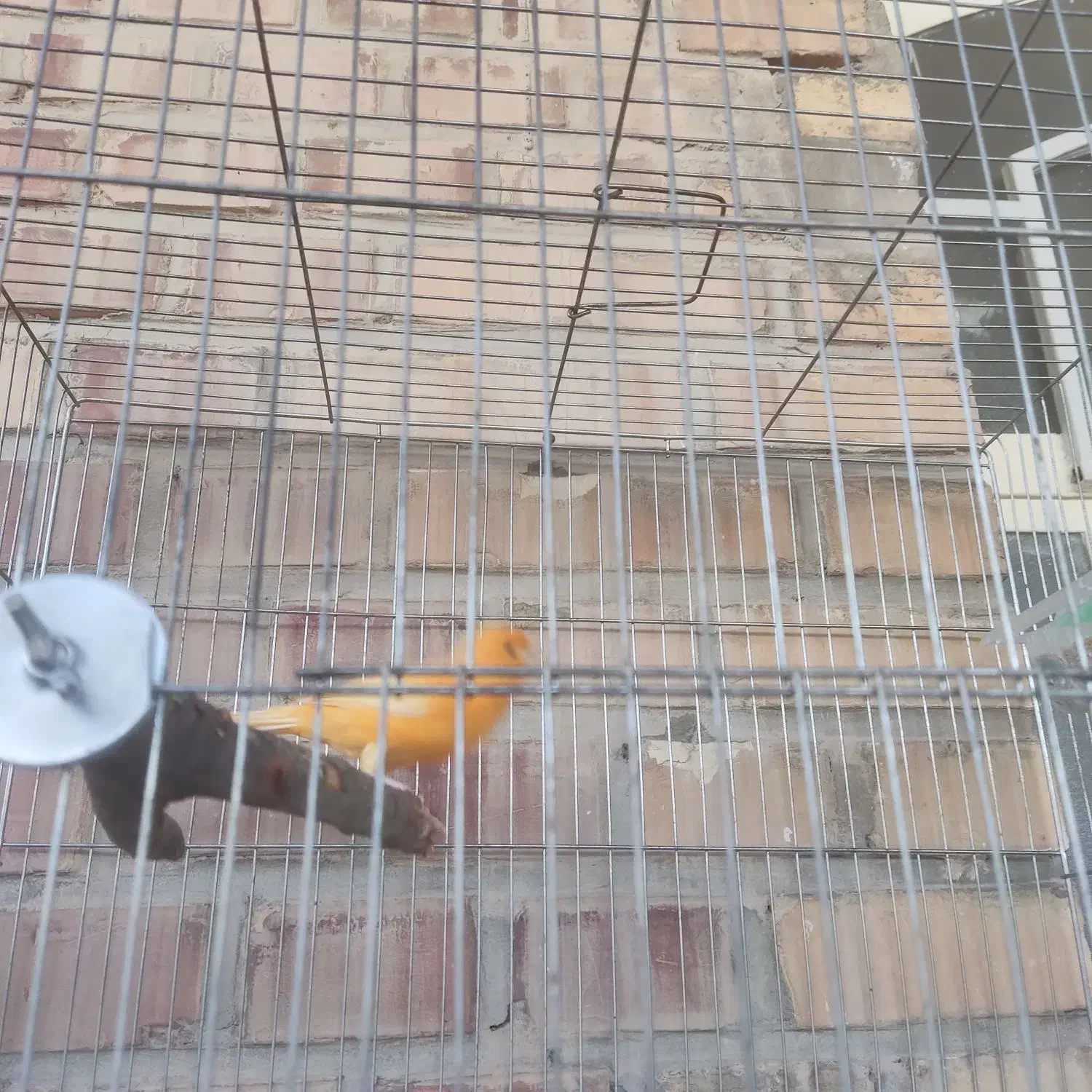 قناری نر|پرنده|رامهرمز, |دیوار