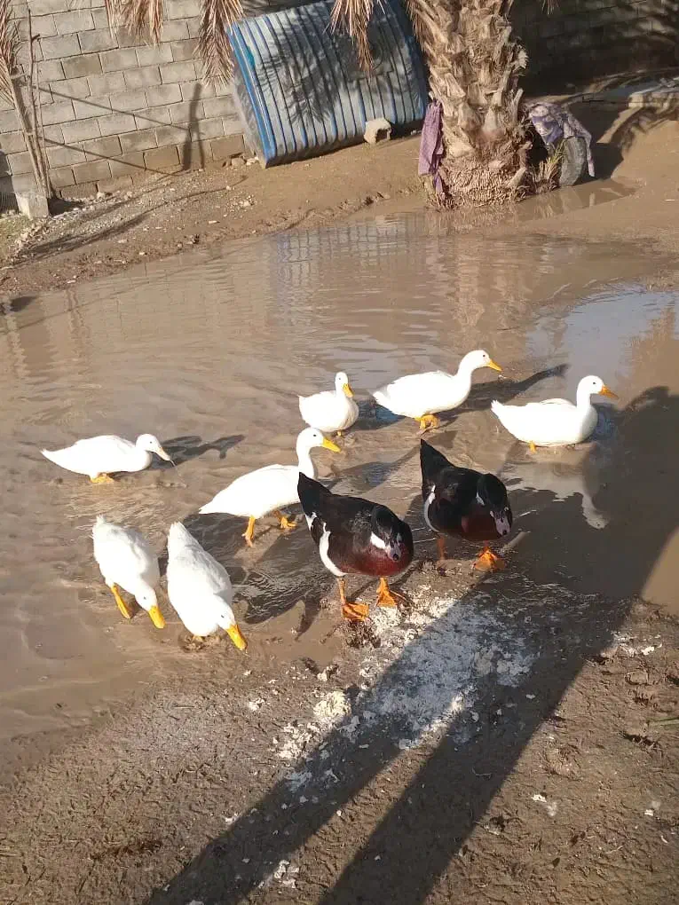 اردک|حیوانات مزرعه|میناب, |دیوار