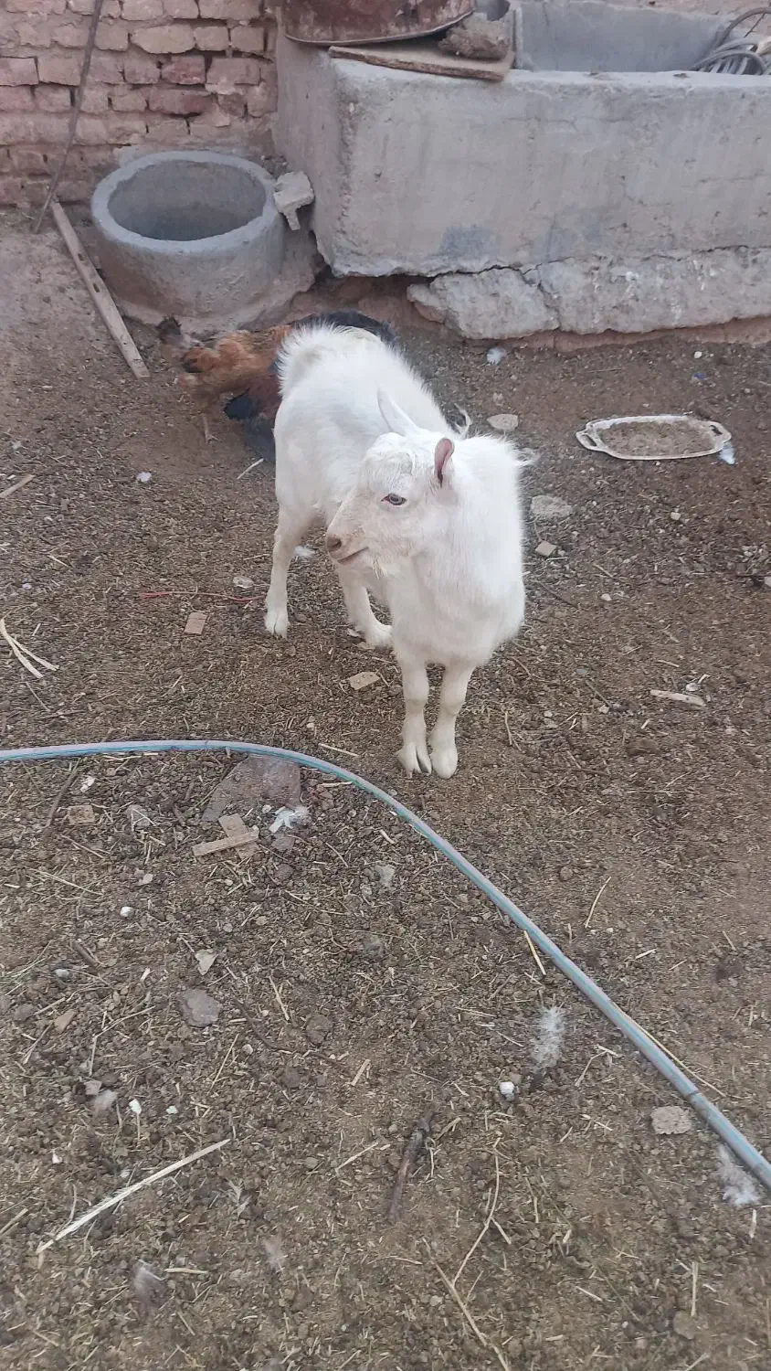 بزغاله نر سانن|حیوانات مزرعه|میمه, |دیوار