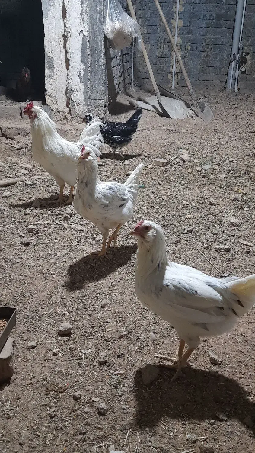مرغ گلین جوان تازه شروع به تخم گذاری کردن|حیوانات مزرعه|شیراز, شریف‌آباد|دیوار