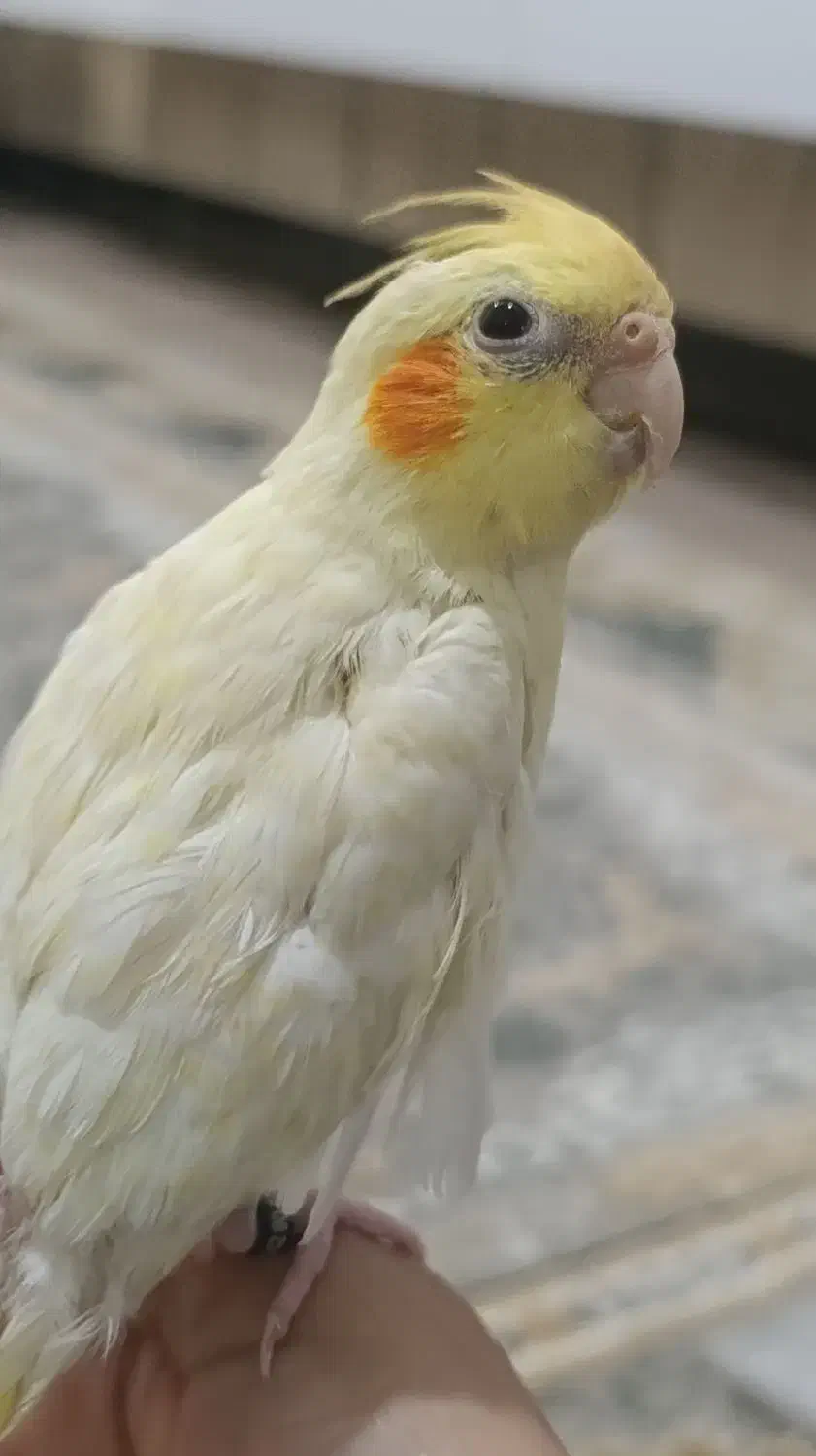 دوعدد عروس هلندی ماده|پرنده|خرم‌آباد, |دیوار