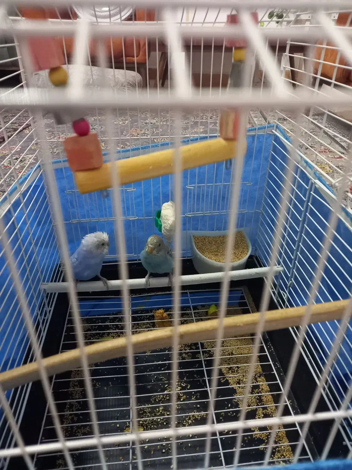 یک جفت مرغ عشق|پرنده|اندیشه, شهرک صدف|دیوار