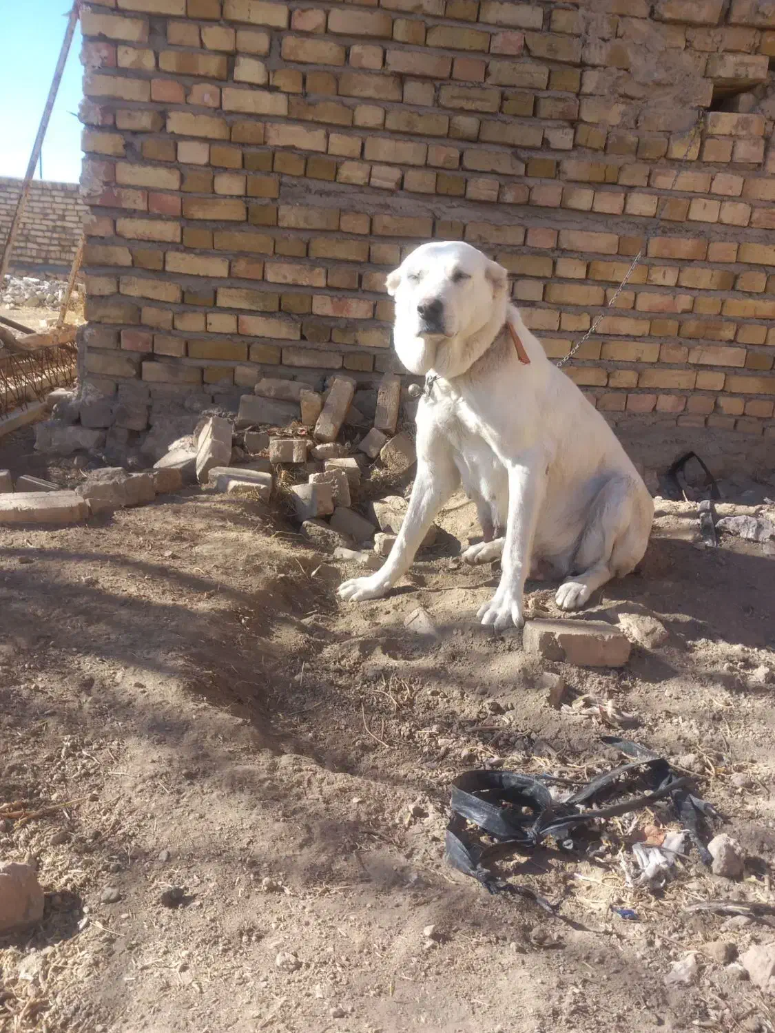 سراب|سگ|بزینه رود, |دیوار