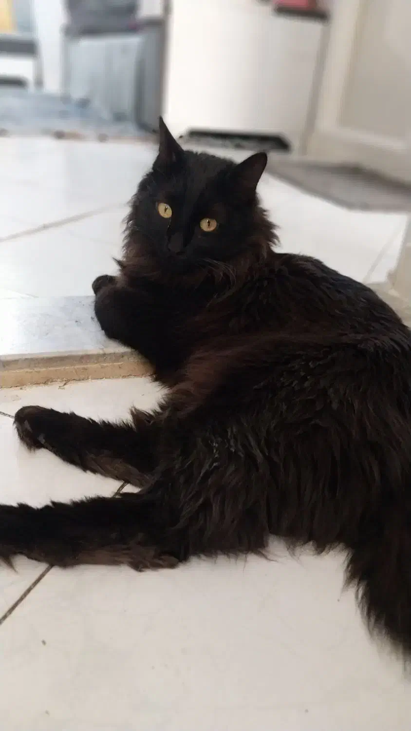 گربه Dlh پسر ۲ ساله حرف گوش کن و خوش انرژی|گربه|تهران, جیحون|دیوار