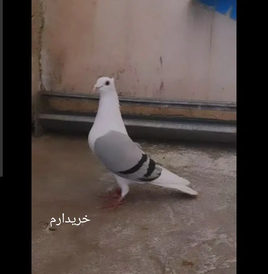 آلمانی|پرنده|لار, |دیوار