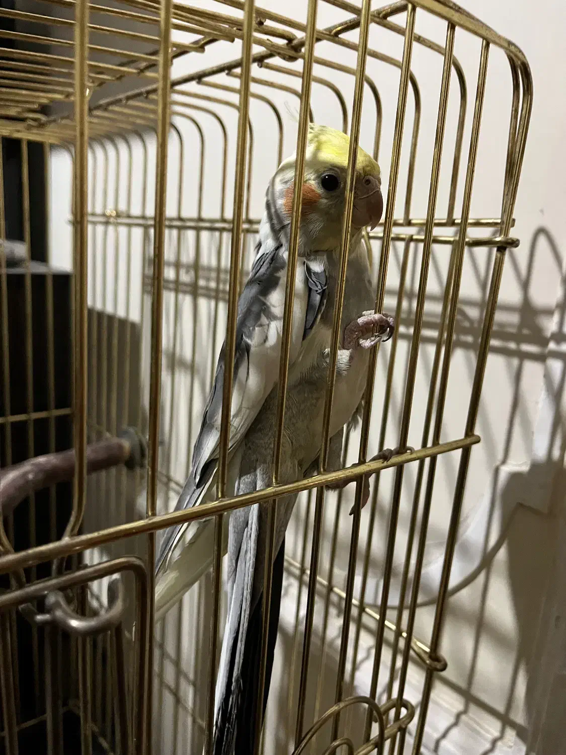 عروس هلندی نر دستی|پرنده|اصفهان, جلالیه|دیوار