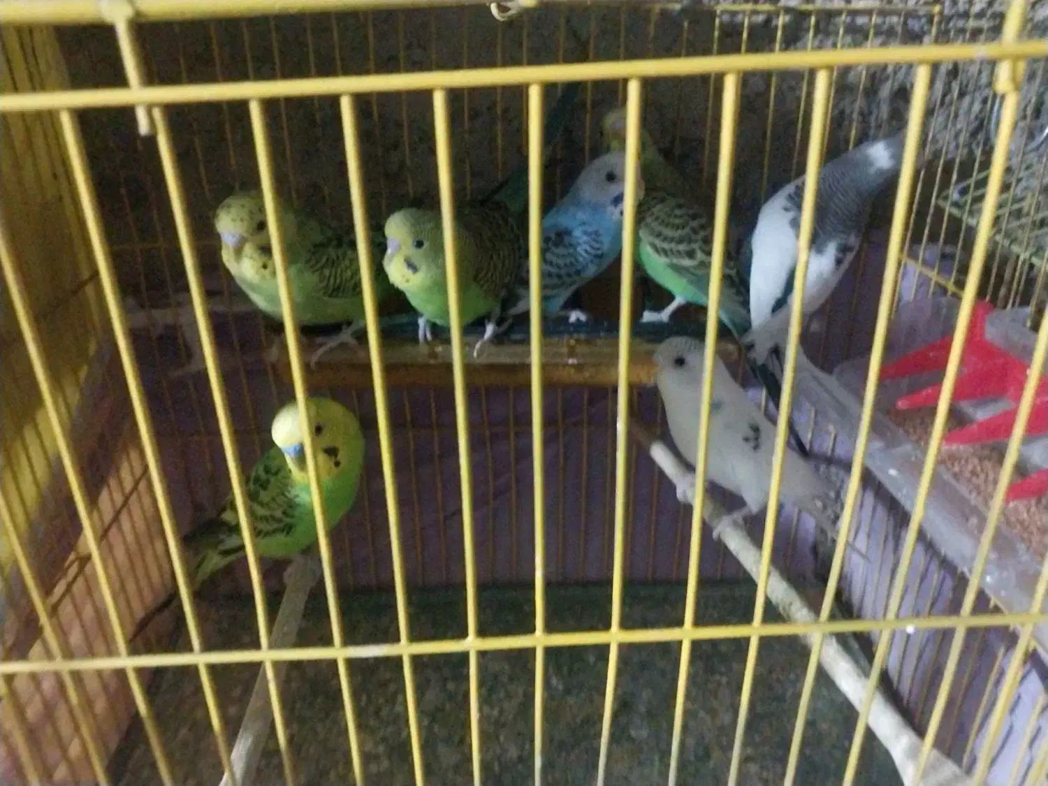 مرغ عشقان مرتب تمیز جفتی ۲۵۰|پرنده|نورآباد ممسنی, |دیوار