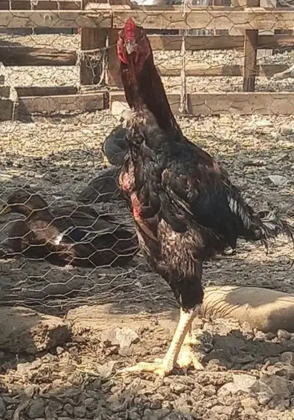 مرغ و خروس لاری|پرنده|بابکان, |دیوار