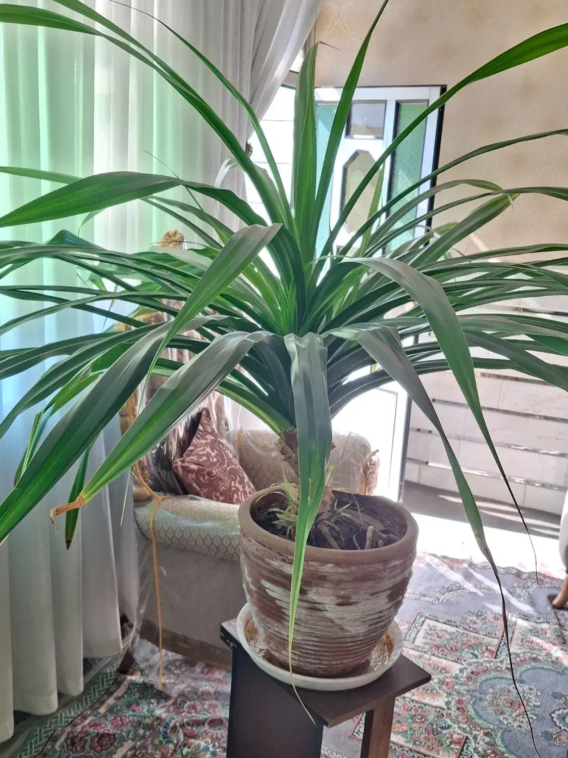 گل پاندانوس|گل و گیاه طبیعی|اشتهارد, |دیوار