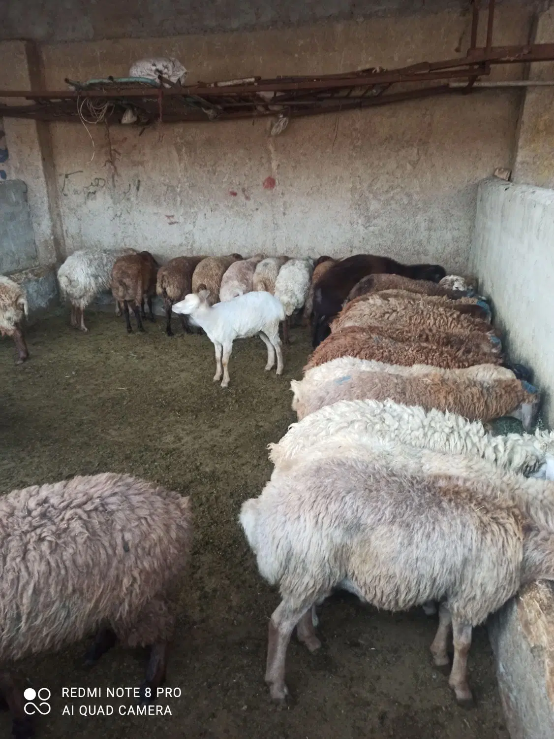 حاج چوب دار زنده شمیرانات|حیوانات مزرعه|تهران, سلسبیل شمالی|دیوار