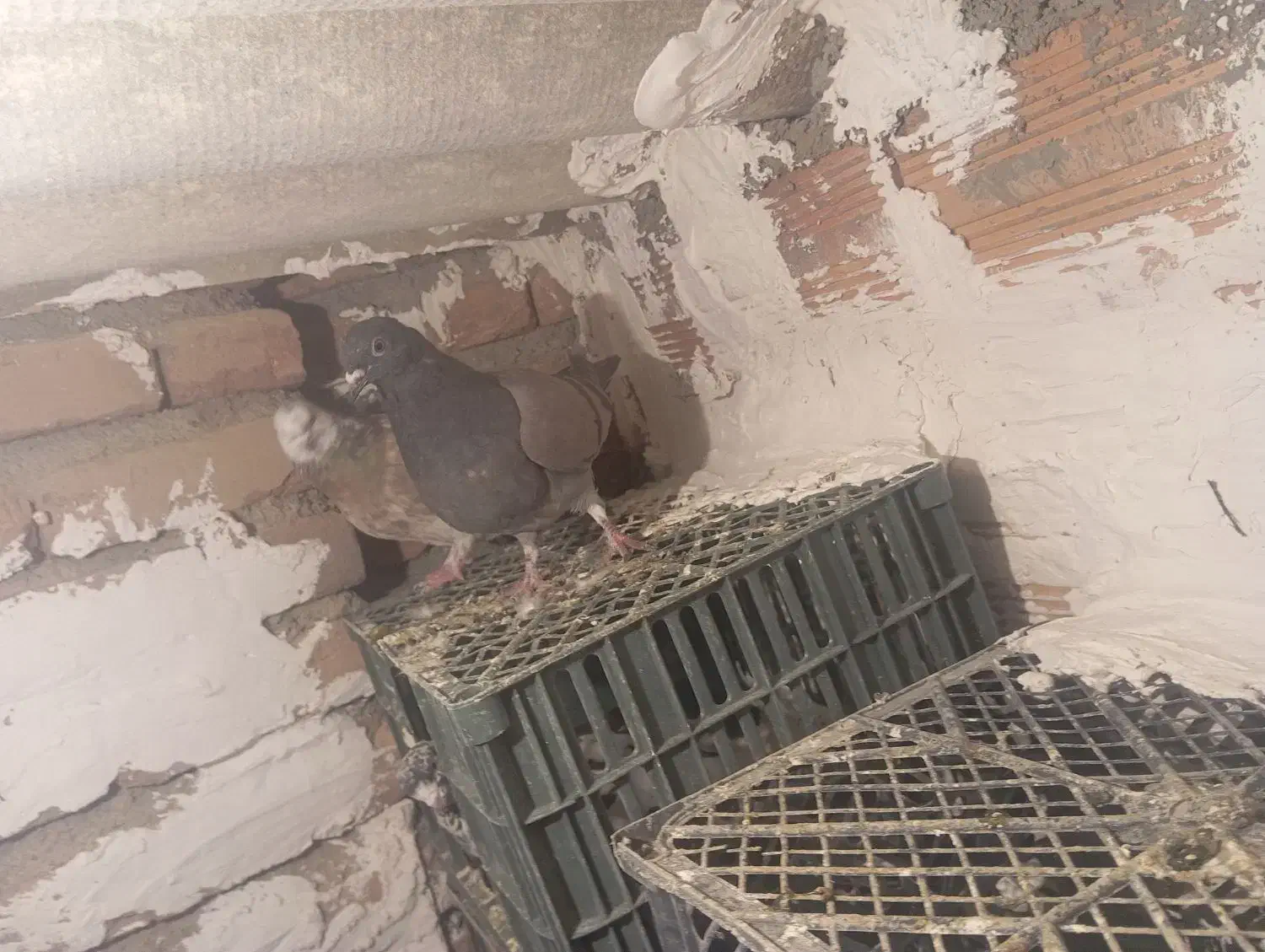 کفتر|پرنده|انزل, |دیوار