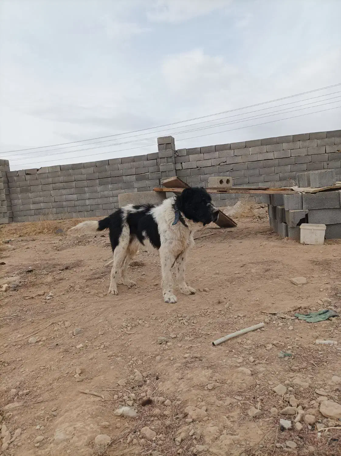 سگ گله ای نر|سگ|اصفهان, باغ نگاره|دیوار