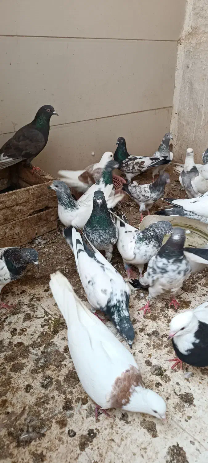 کبوتر|پرنده|بندر ماهشهر, |دیوار