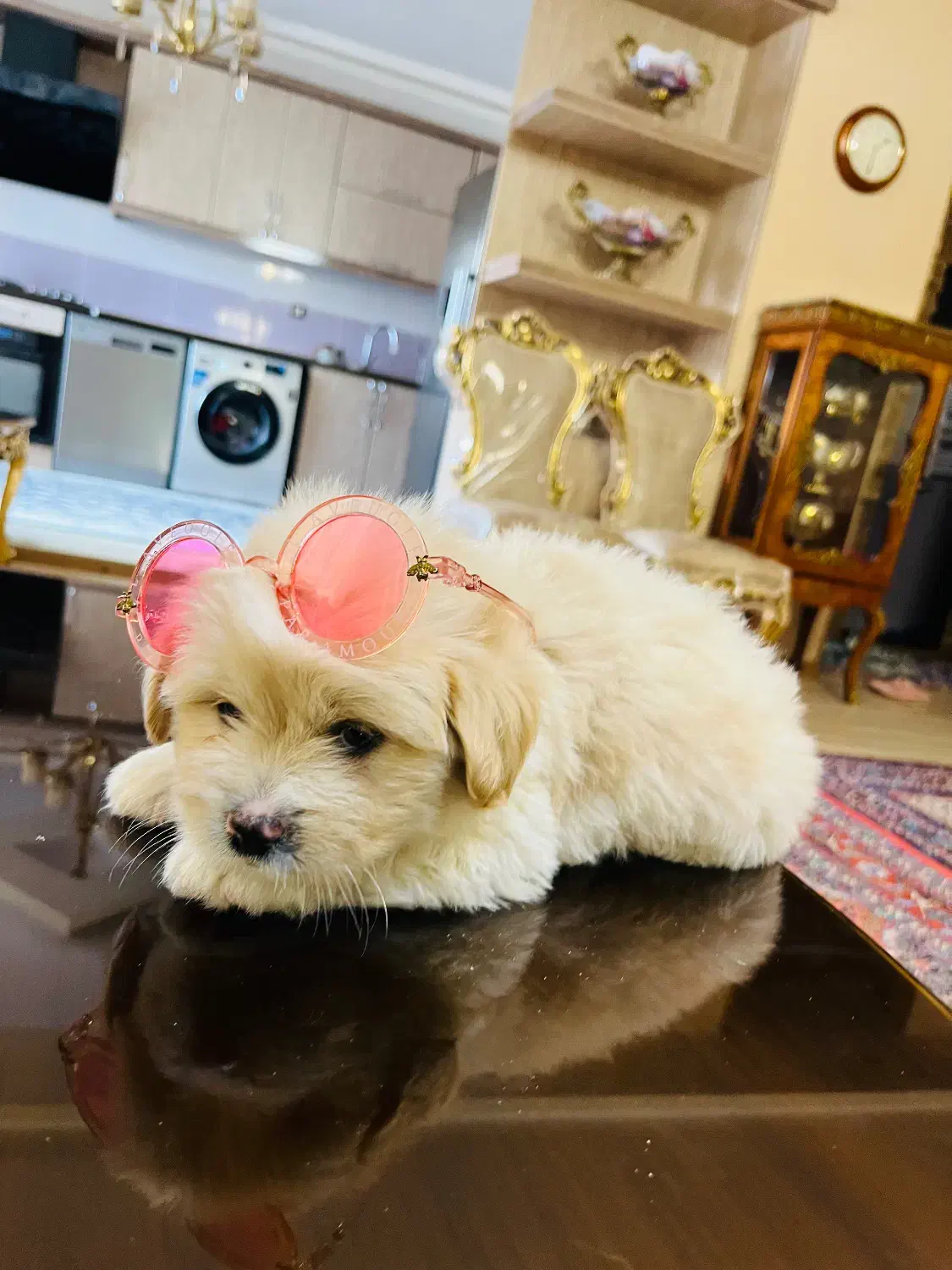 سگ پودل کراس ۲ ماهه|سگ|اردبیل, |دیوار