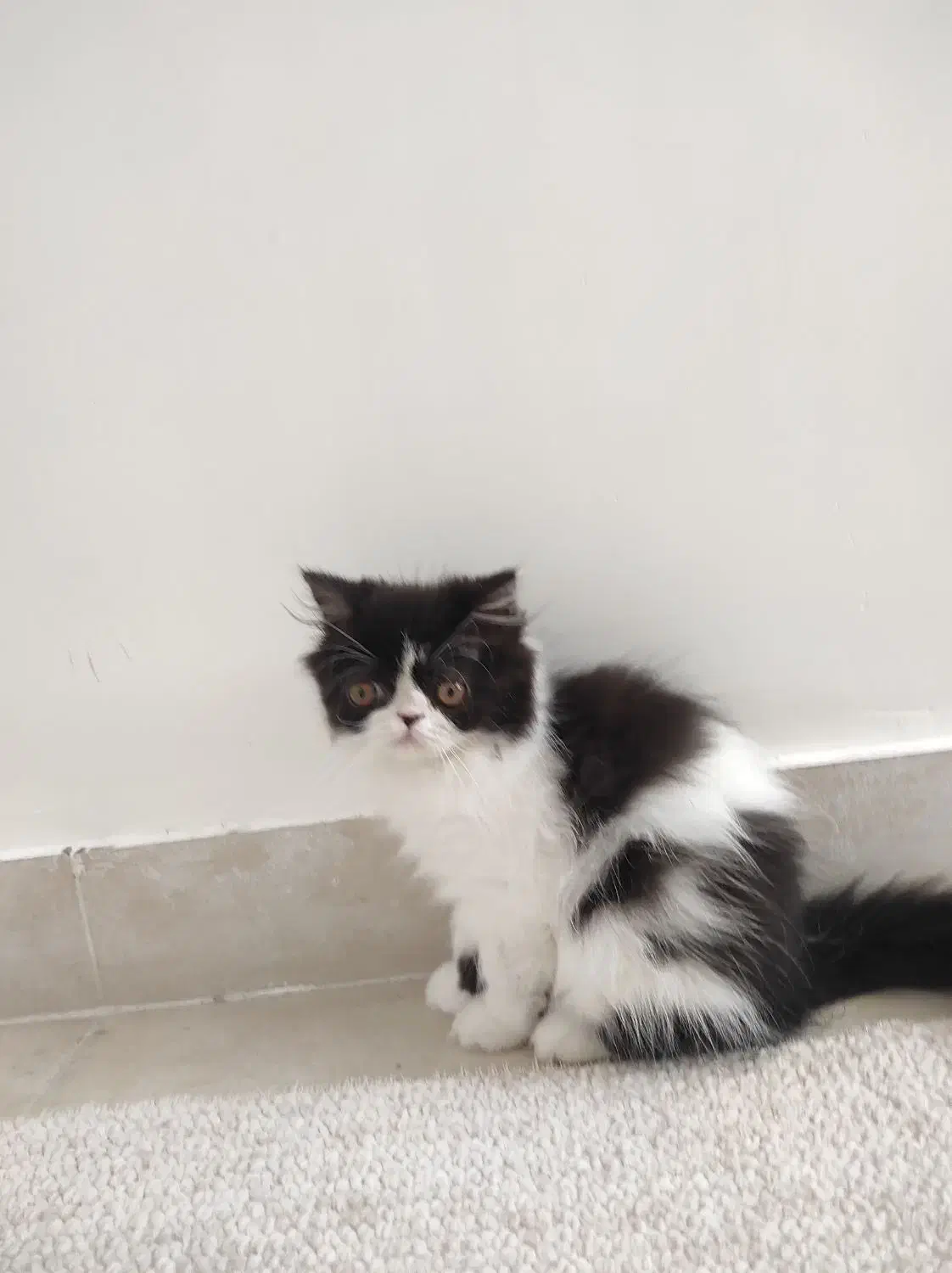 پرشین|گربه|ایلام, |دیوار