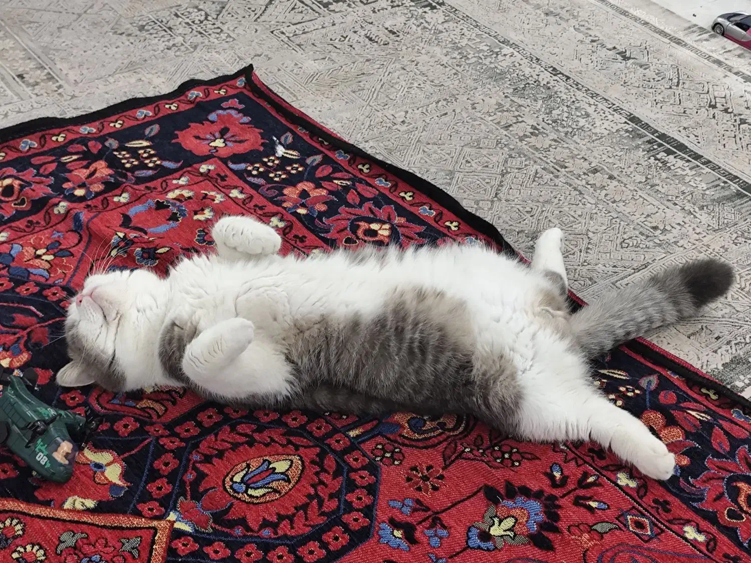 گربه بیریتیش یک سال و نیمه واکسینه|گربه|میبد, |دیوار