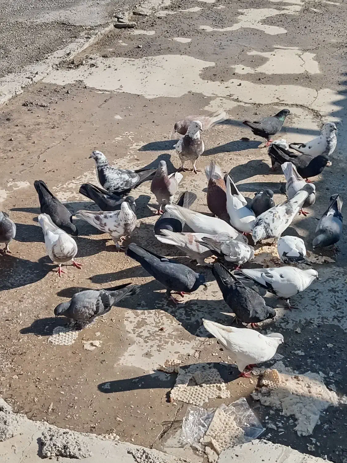 کبوتر|پرنده|اصفهان, شاهزاده ابراهیم|دیوار