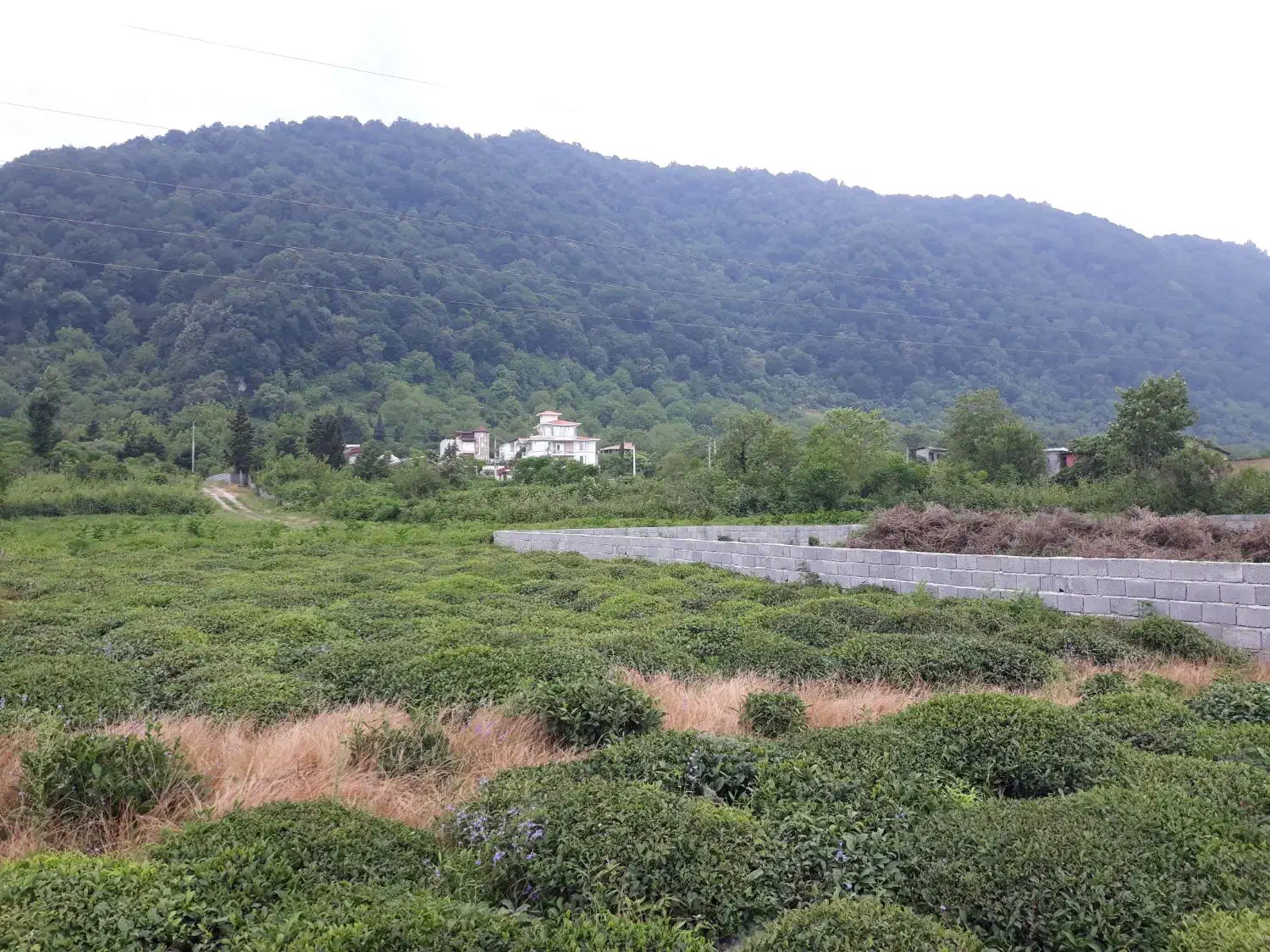 زمین سورخانی موقیعت استثنایی|فروش زمین و ملک کلنگی|چابکسر, |دیوار