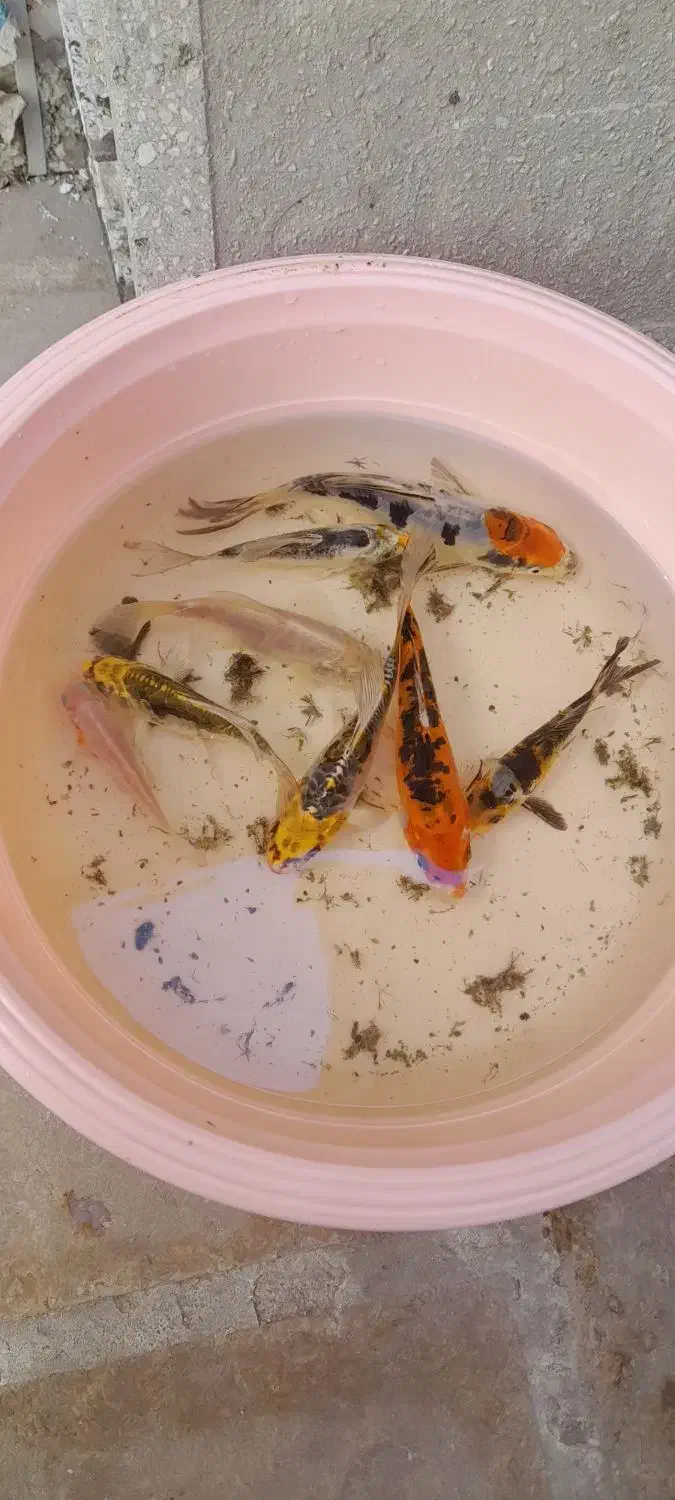 ماهی کوی ولجنخوار|ماهی|شیراز, گود عربان|دیوار