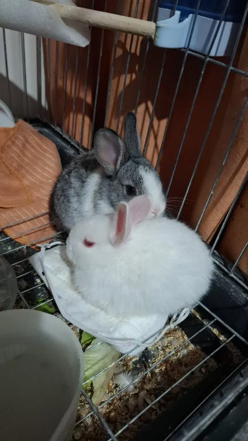 خرگوش|موش و خرگوش|قم, شاد قلی|دیوار