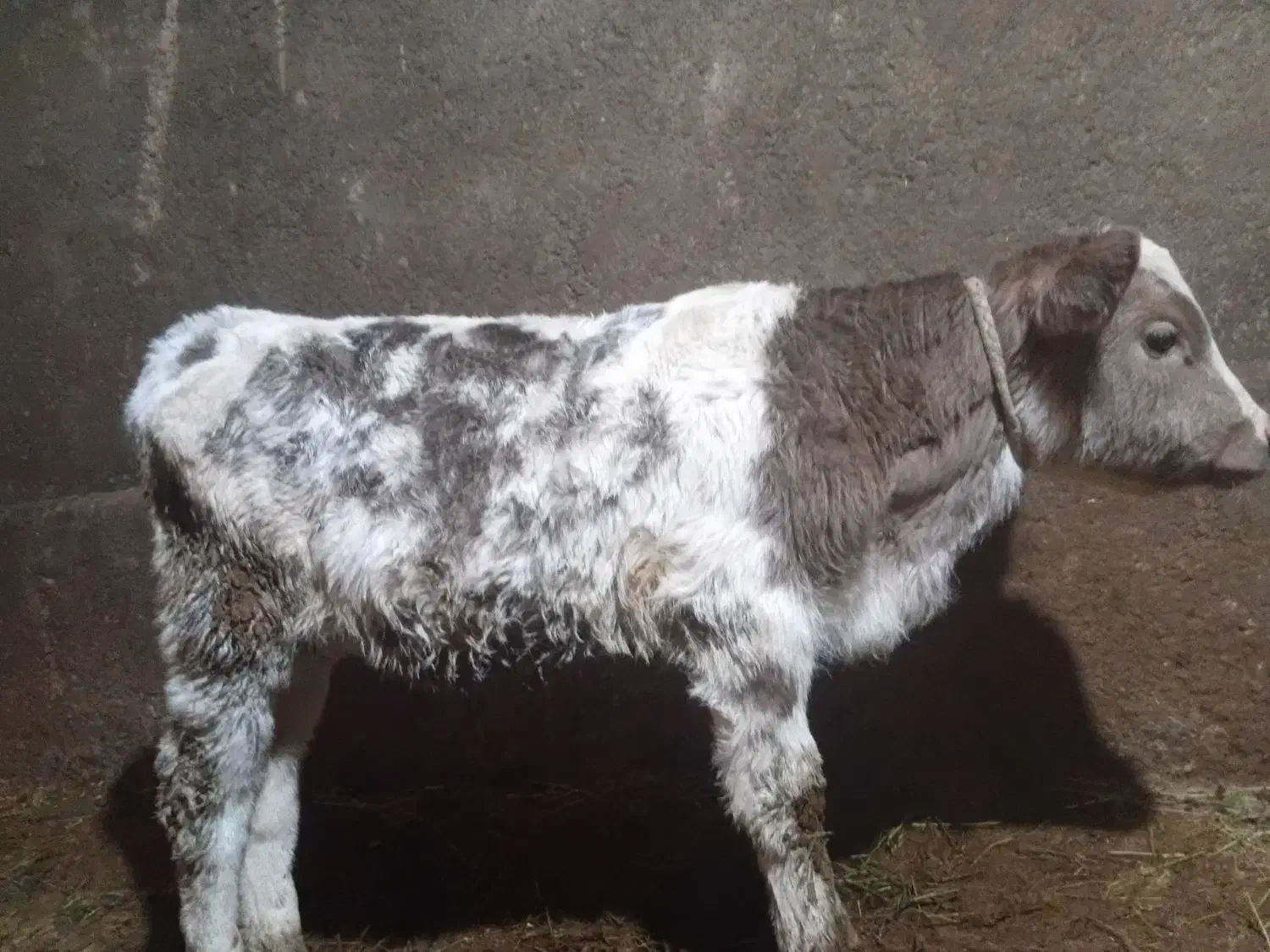 گوساله|حیوانات مزرعه|ایجرود, |دیوار