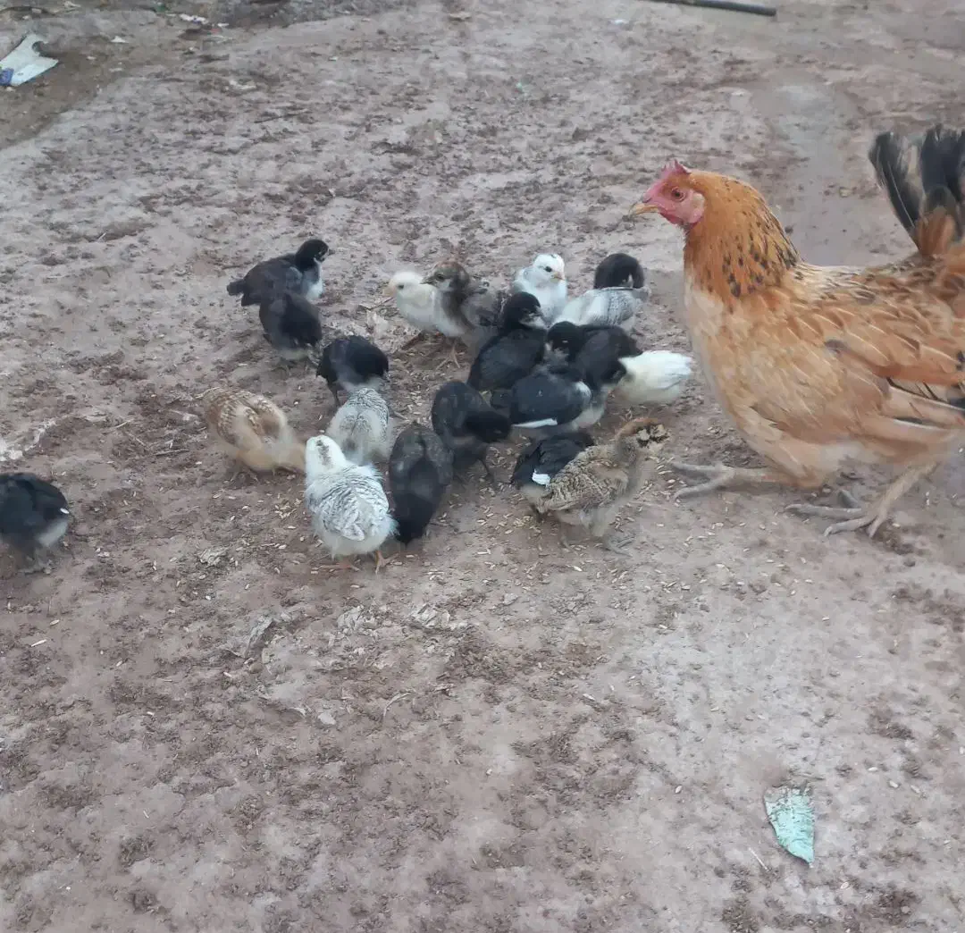 مرغ و جوجه|حیوانات مزرعه|دالاهو, |دیوار