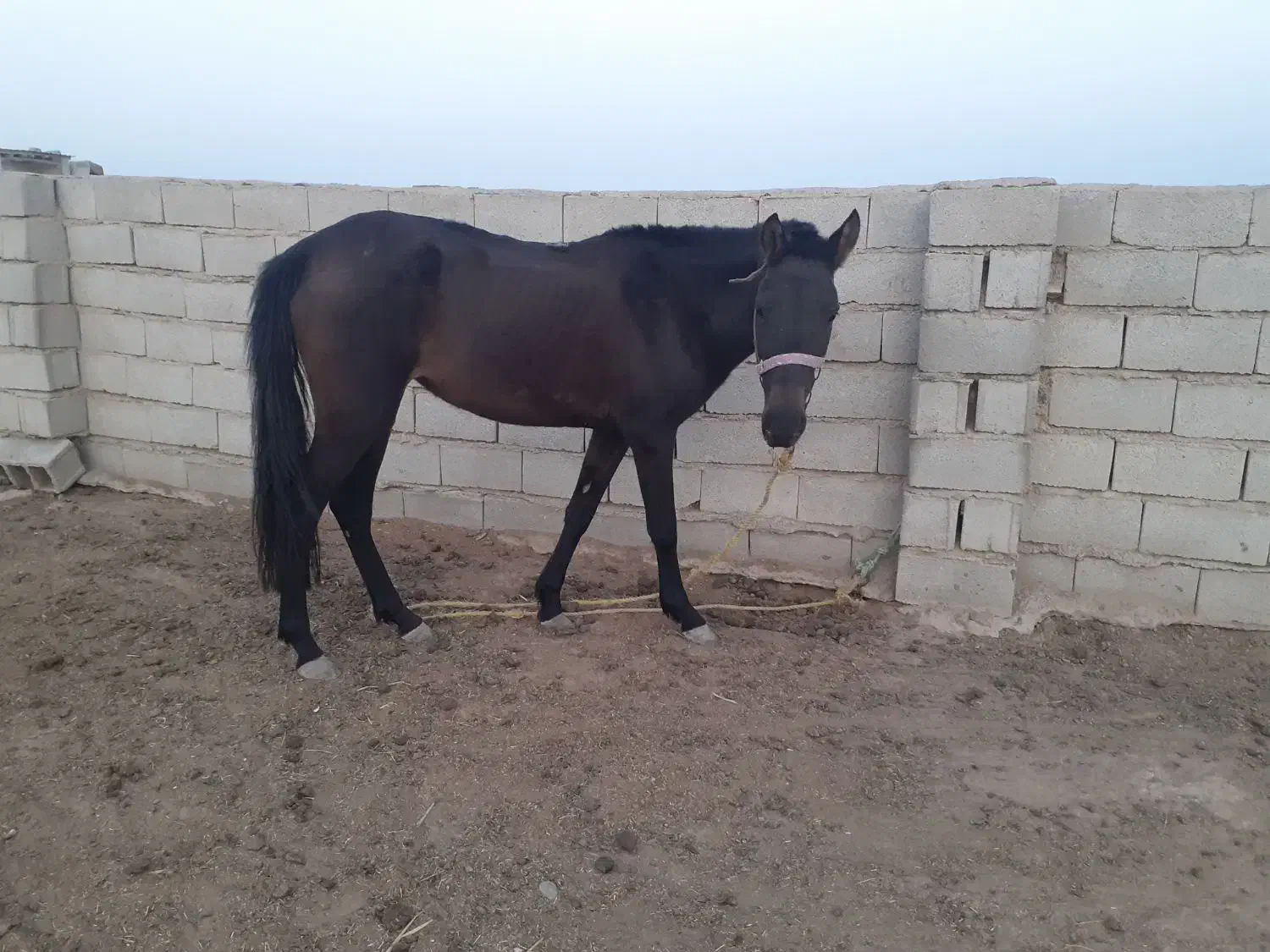 اسب آرام|اسب و تجهیزات اسبسواری|اینچه برون, |دیوار