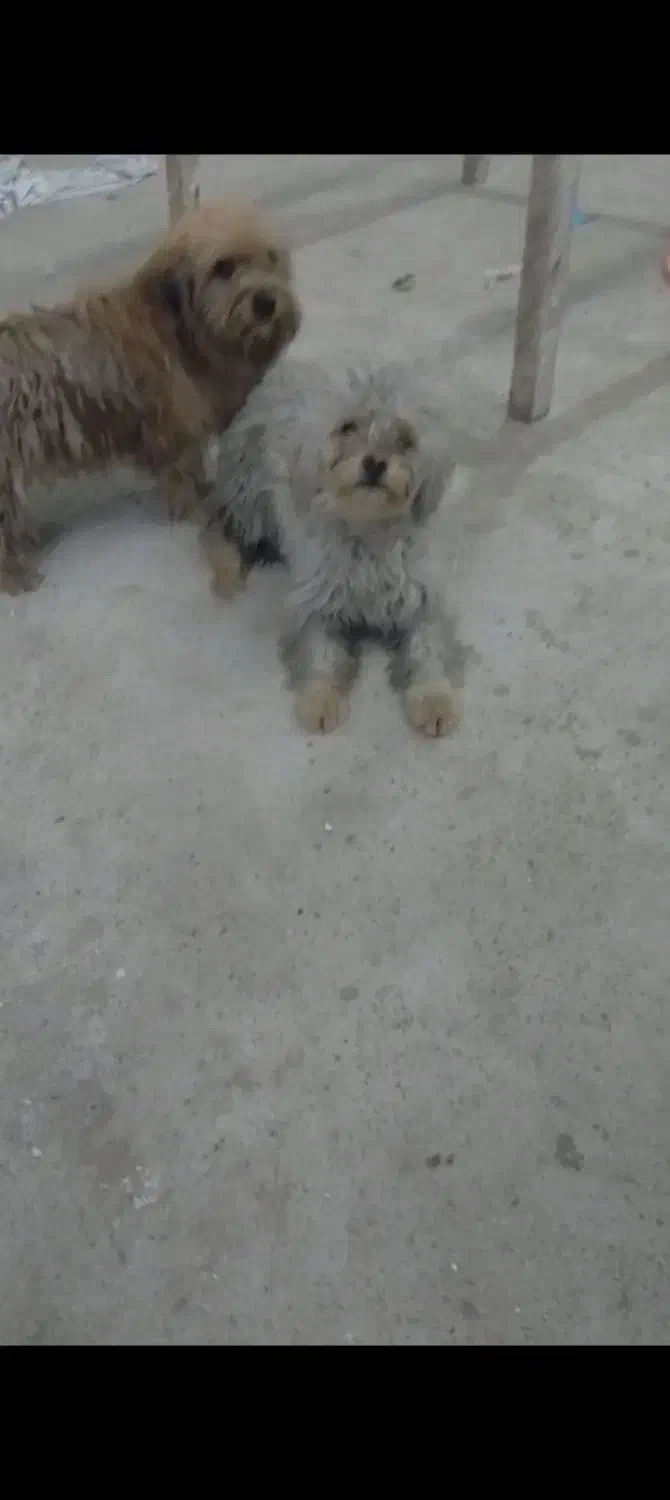 سگ نرو ماده شیتزو|سگ|پاکدشت, پاکدشت (مامازند)|دیوار